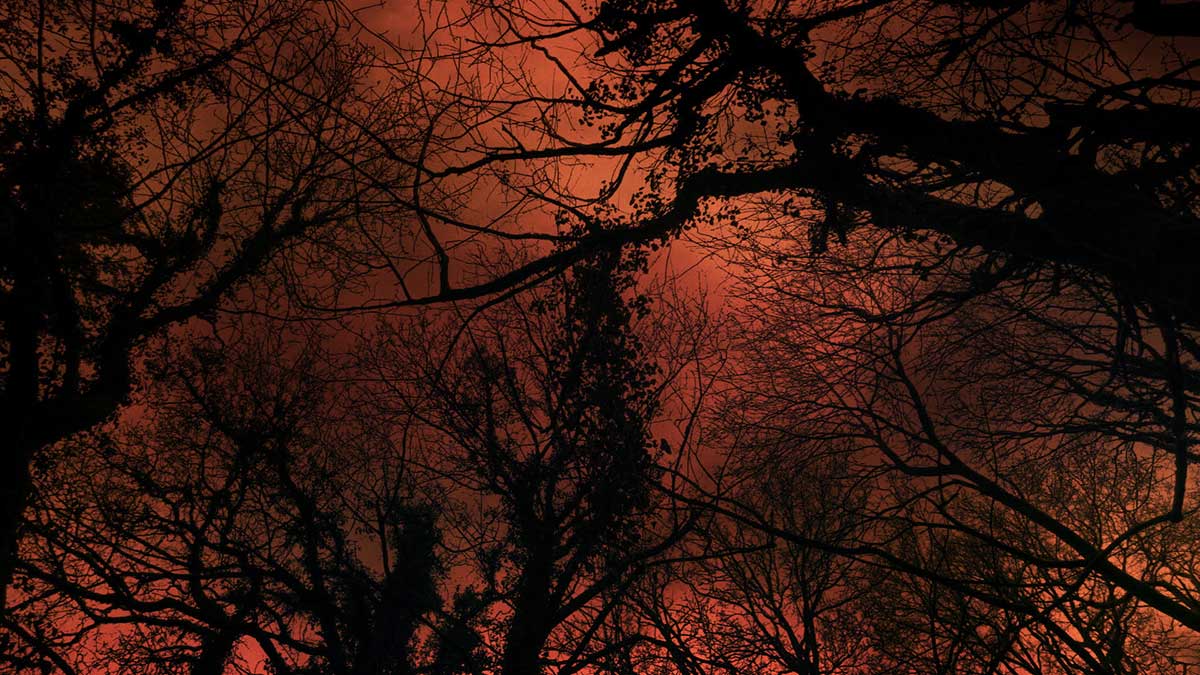 Carta de un árbol a los humanos